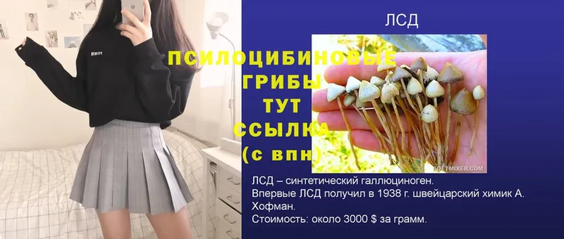 продажа наркотиков  даркнет официальный сайт  Псилоцибиновые грибы Psilocybe  Бирск 